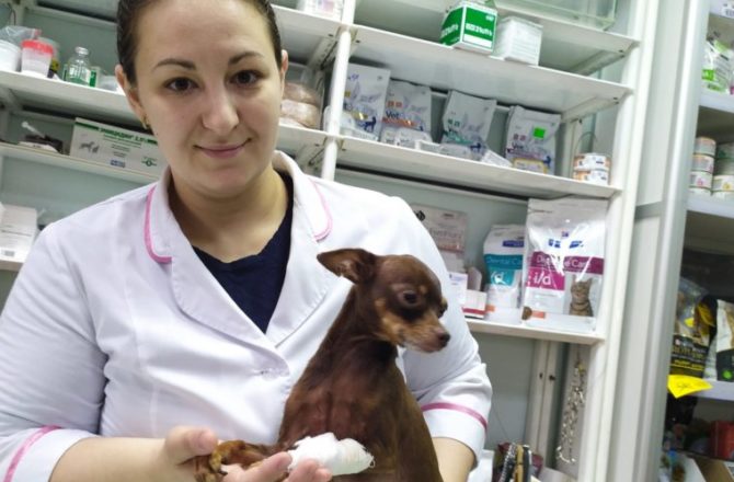 Ветеринары Соликамска отметили профессиональный праздник